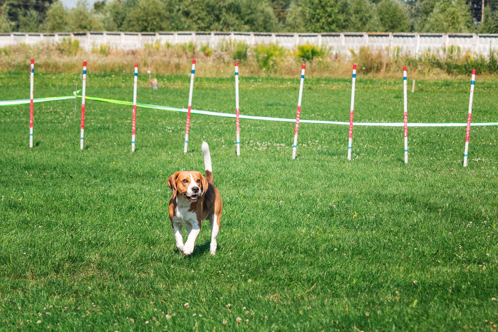 Runway Dog Exercise Area